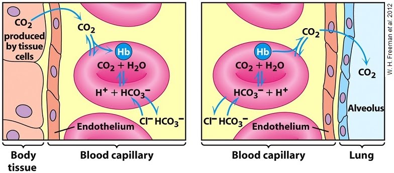 Inorganic Ions | The A Level Biologist - Your Hub