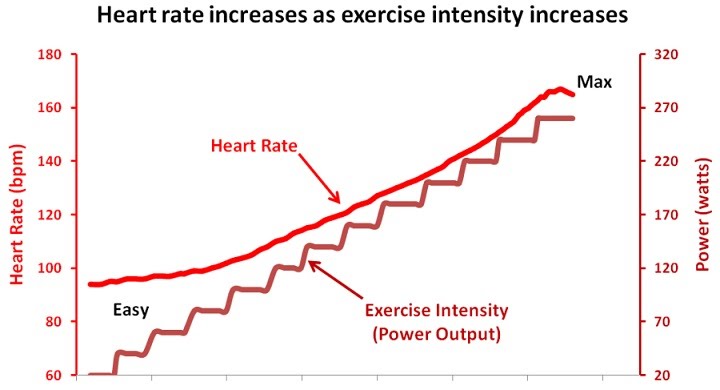 does perindopril increase heart rate