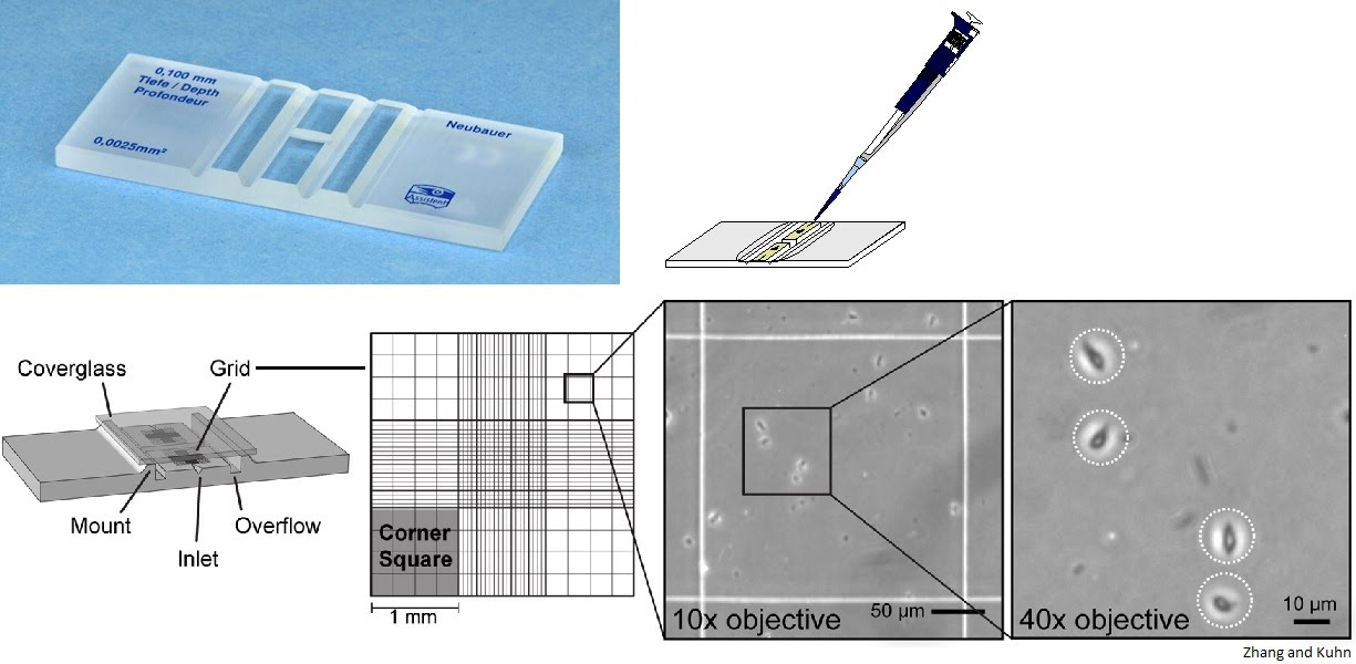 Cells And Microscopy The A Level Biologist Your Hub