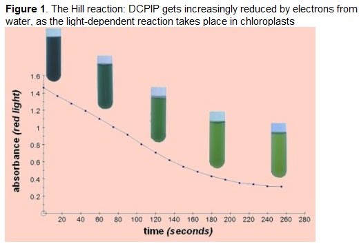 dcpip photosynthesis experiment explanation