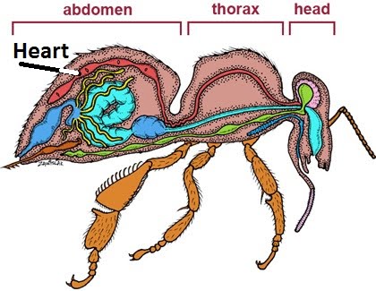 insect system heart vascular earthworm mammal systems fish circulatory dorsal blood shape tube open body