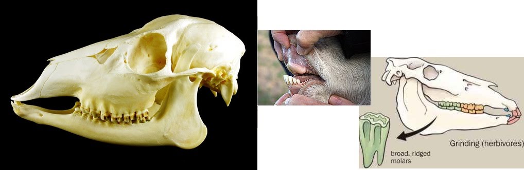 Herbivore Teeth Diagram