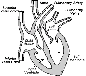 Heart Structure and Function | The A Level Biologist - Your Hub