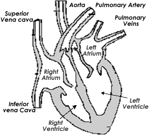 Structure and Function of the Heart