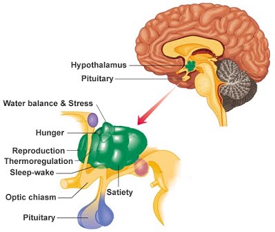 Human Brain Structure And Function The A Level Biologist Your Hub Human Brain Structure And Function The A Level Biologist Your Hub