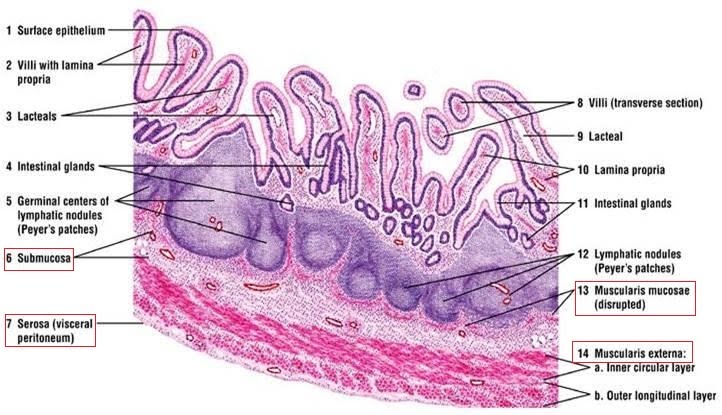 ⚙️ Ileum structure and function | The A Level Biologist - Your Hub