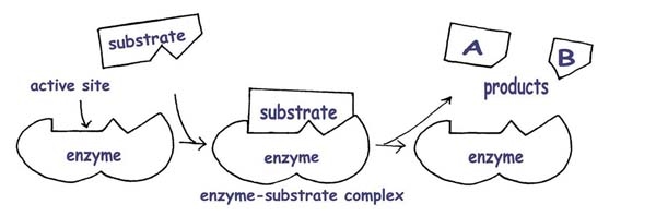 Basics Of The Induced Fit Model Of Enzyme Action - Noticias Modelo