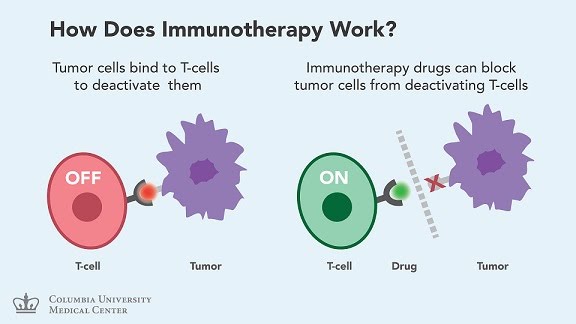 The Cellular Basis Of Cancer And Treatment The A Level Biologist