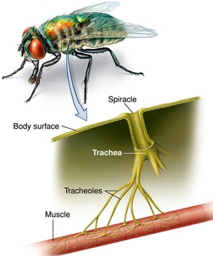 trachea in insects