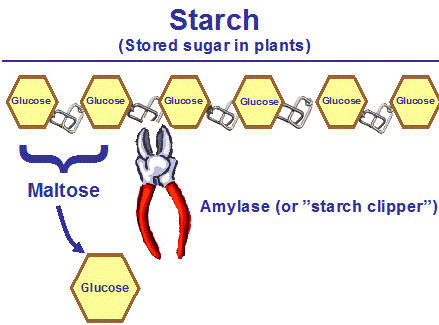 Starch digestion online