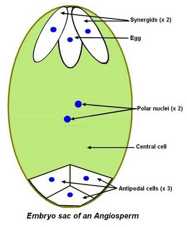 how egg break in Biologist reproduction plants Sexual A Level The