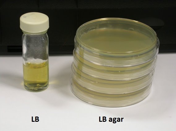 https://educ8all.com/courses/__trashed-2/sections/2-metabolism-and-survival/lessons/🧫-environmental-control-of-metabolism/