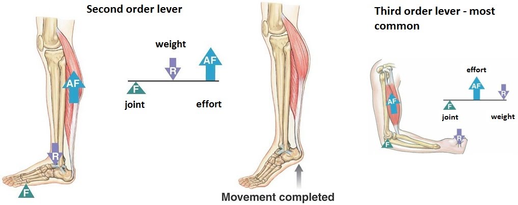 Joints as levers | The A Level Biologist - Your Hub