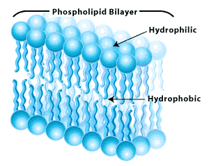 fluid mosaic model gif