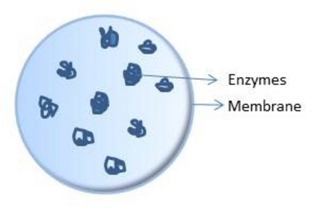 Structure of eukaryotic cells | The A Level Biologist - Your Hub