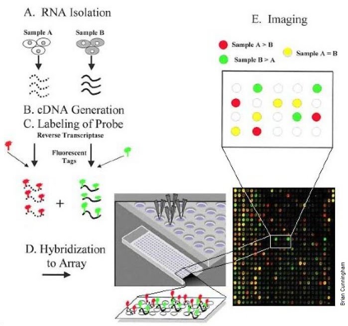DNA probes, microarrays and fingerprinting The A Level