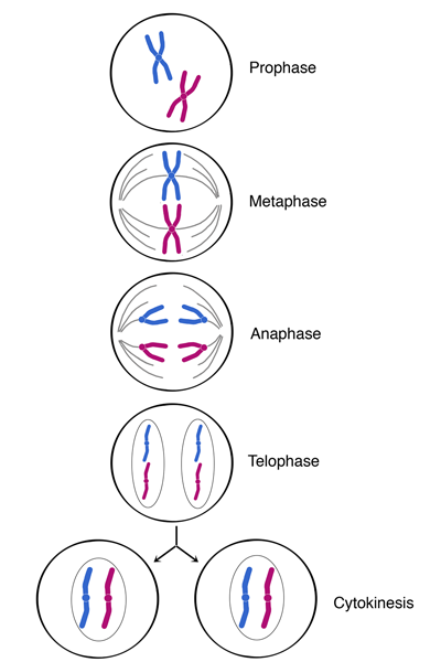 mitosis steps