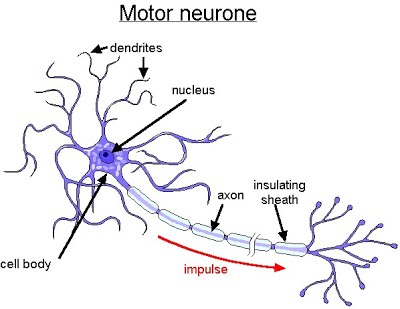 Neurones The A Level Biologist Your Hub