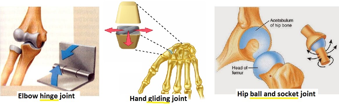 the articulating bone surfaces in a gliding joint are nearly flat.