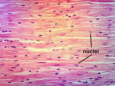 Organisation under the microscope: cells, tissues, organs | The A Level ...