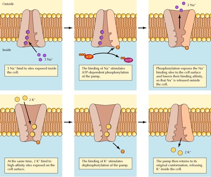 Membrane proteins | The A Level Biologist - Your Hub