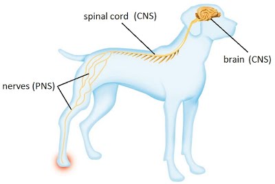 Image result for animal central nervous system