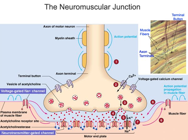 Synaptic Transmission | The A Level Biologist - Your Hub