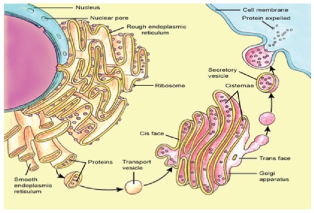 Cells and microscopy | The A Level Biologist - Your Hub