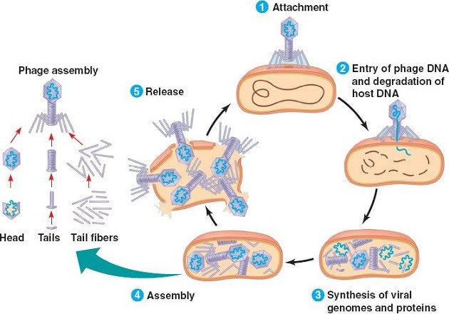 Structure Of Bacteriophage And Of Hiv The A Level Biologist Your Hub Sexiz Pix