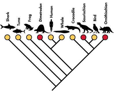 Principles of Taxonomy | The A Level Biologist - Your Hub