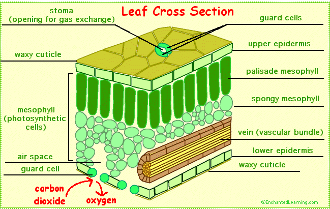 Structure And Function Of A Mesophytic Leaf The A Level Biologist 