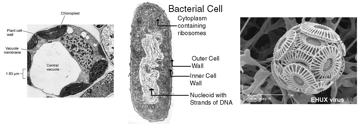 Cell differences and microscopy | The A Level Biologist - Your Hub