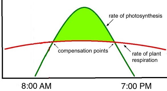  The Compensation Point The A Level Biologist Your Hub