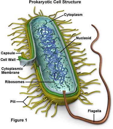 Vibrio Cholerae Cell Structure