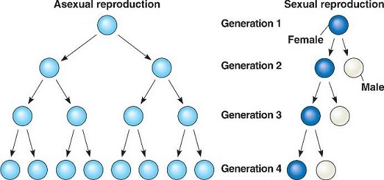 Variation And Sexual Reproduction The A Level Biologist Your Hub 3876