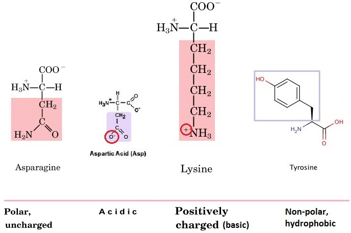 hydrophobic amino acids will do what