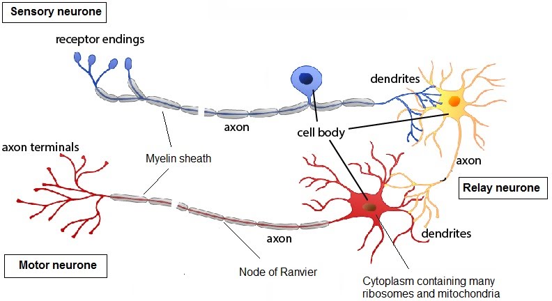 The Nervous System And The Identification And Consequences Of Damage 