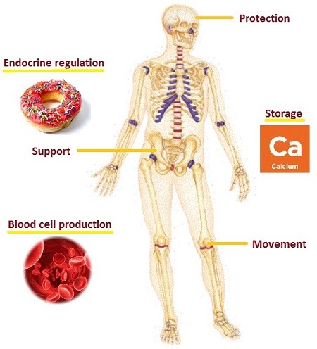 Resultado de imagen para functions of a skeleton