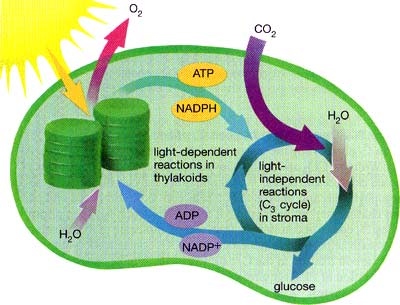 persistent light reactivity