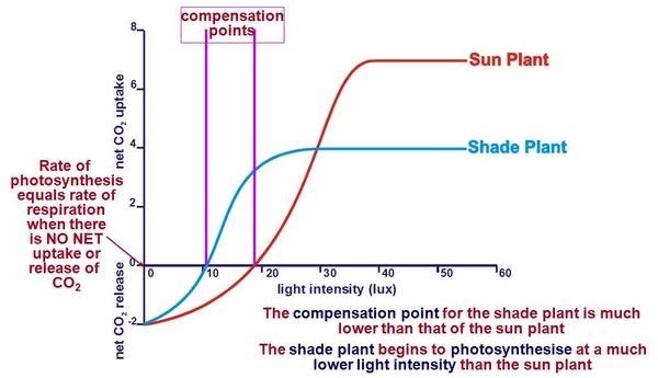 what is the meaning of compensation point in photosynthesis