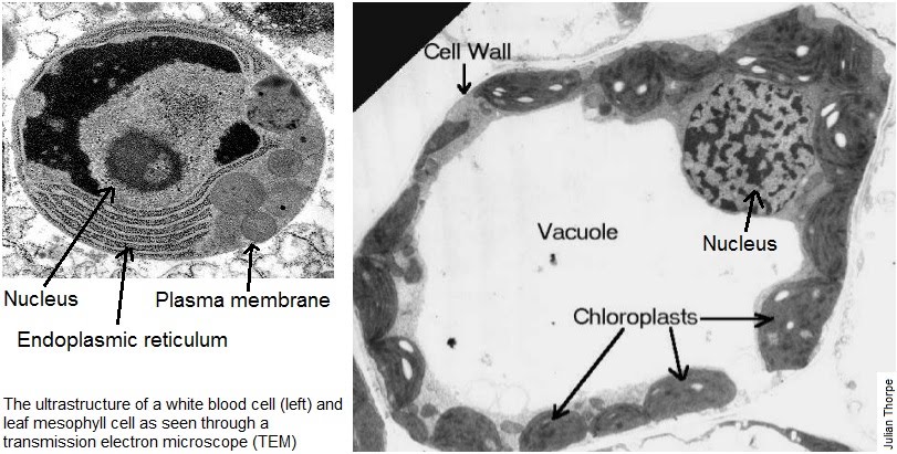 Cells and microscopy | The A Level Biologist - Your Hub