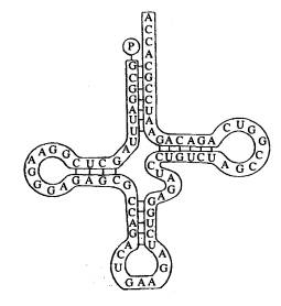 Trna Transfer Rna The A Level Biologist Your Hub