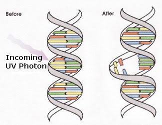 Mutagens Carcinogens And Oncogenes The A Level Biologist Your Hub