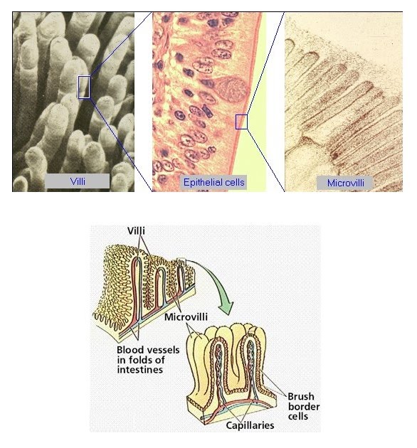 Ileum structure and function | The A Level Biologist - Your Hub