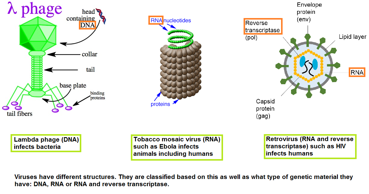 Labelled Diagram Of A Virus A Level Biology