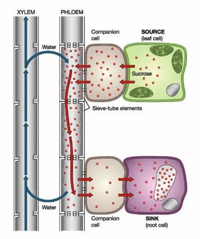 Plant transport | The A Level Biologist - Your Hub