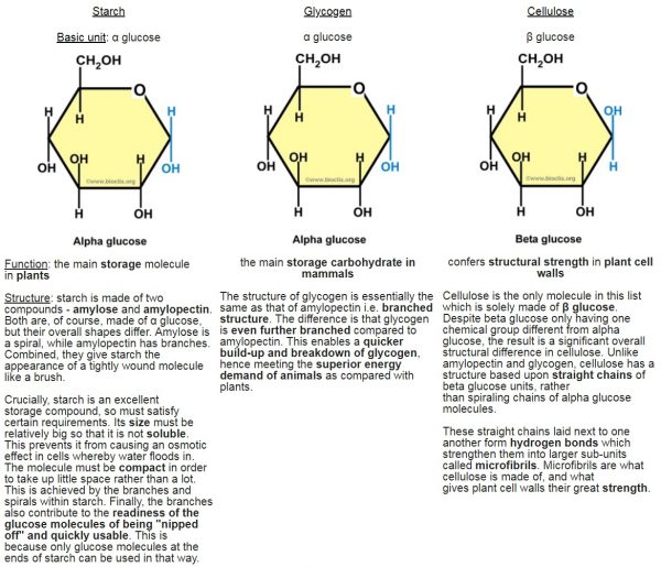 Carbohydrates Starch Glycogen Cellulose The A Level Biologist Your Hub