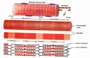 myofibril | The A Level Biologist - Your Hub