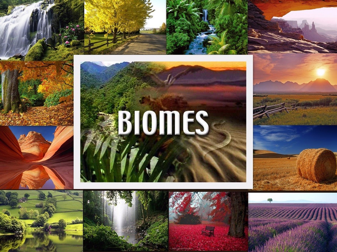 Biomes The A Level Biologist Your Hub