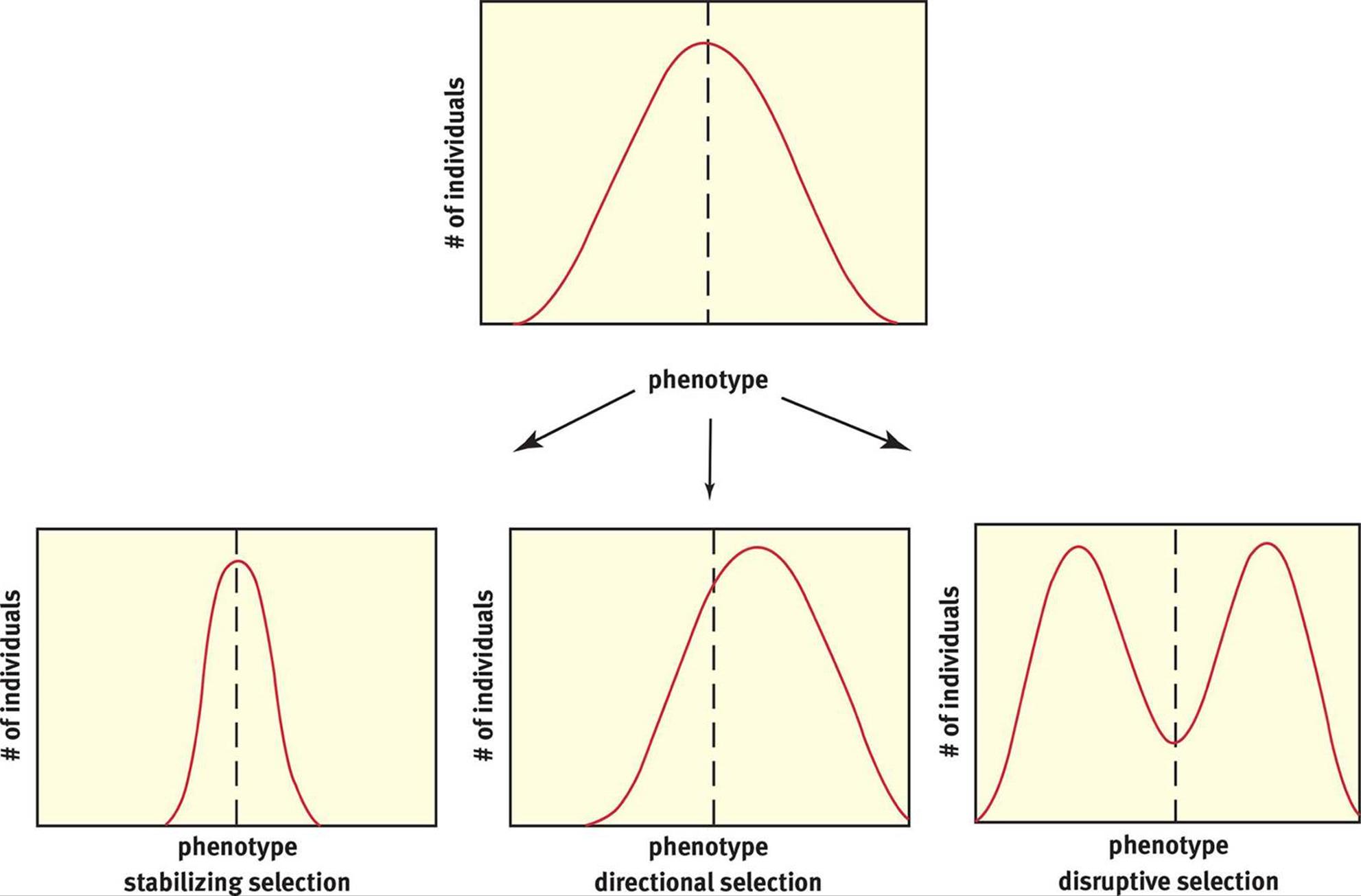 Patterns of evolution The A Level Biologist Your Hub